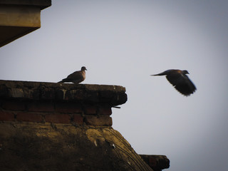 Fly fly shot , Independent