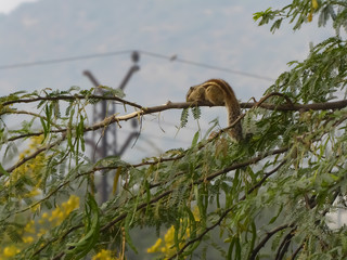 A beautiful shot of squirrel 