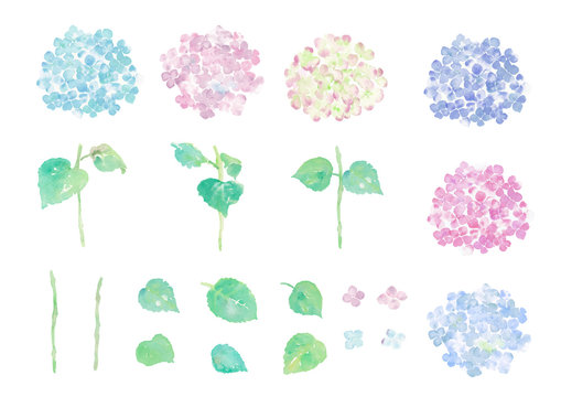 Illustration of hydrangea hand painting with watercolor