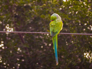 A perfect shot of a parrot 