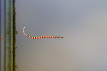 Naklejka premium ヨウジウオ