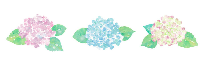 Illustration of hydrangea hand painting with watercolor