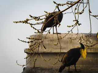 A perfect shot od female peacock