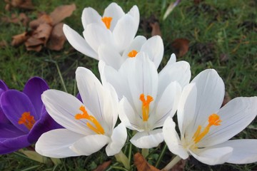 crocus in spring