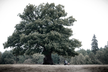 big trees in fog