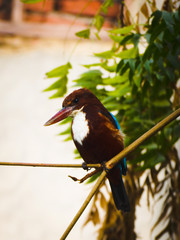 Kingfisher shot