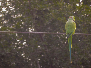 parrot photo