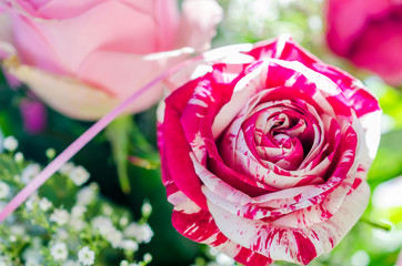 Abracadabra, a very romantic floribunda rose, with gorgeous large and abundant flowers