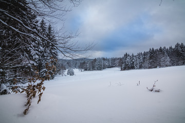winter landscape with trees and snow