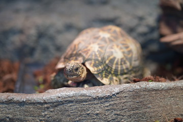 リクガメ