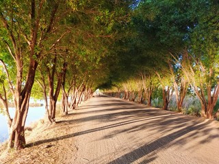 road cover with trees