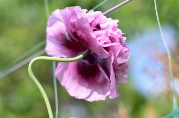 The flower of decorative purple poppy on the curved stem is slightly turned away, the view from the...