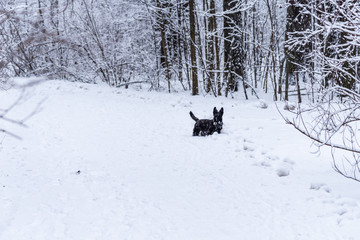 Black scottish terrier on a snowy path in winter park