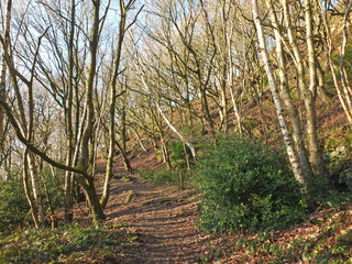 a narrow hillside path in a bright sunlit winter forest surrounded by moss covered rocks and twisted trees