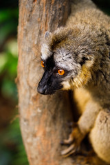 Staring orange eye Brown Lemur at Vakona, Madagascar