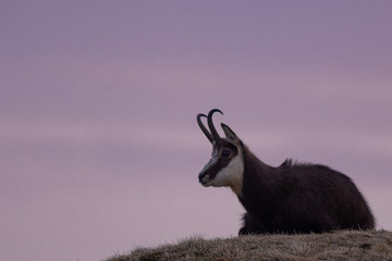 portrait de chamois 