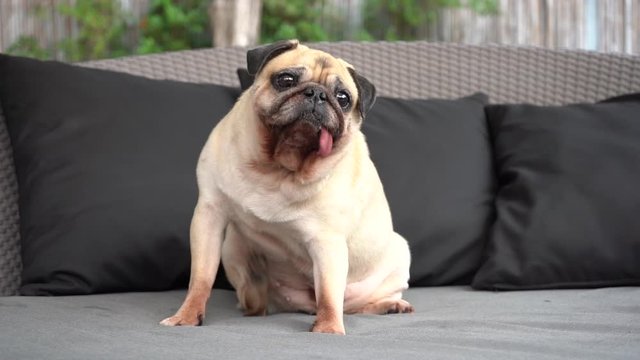 Slow motion of funny cute pug dog scratches her breast on the sofa with tongue sticking out.
