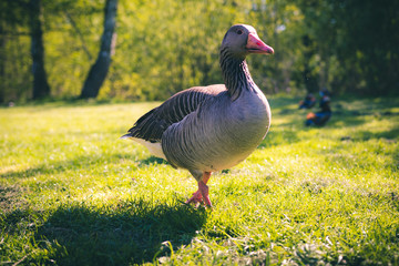 duck on grass