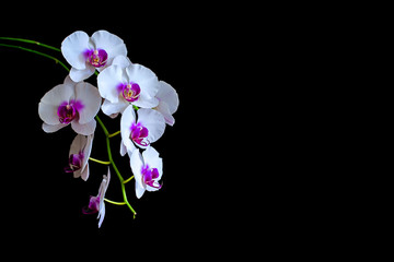 Phalaenopsis orchid white and purple flowers on a isolated black background © Sofiia Tiuleneva