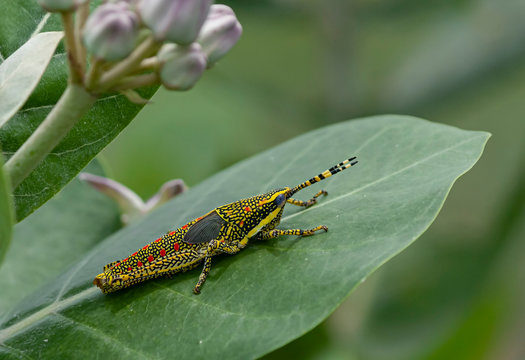 “Colorful Grasshopper” Images – Browse 29 Stock Photos, Vectors, and