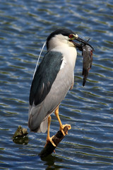 Night Heron with a fish in the Florida Everglades