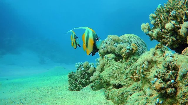 Close-up view of a couple of colorful bannerfish (Heniochus intermedius) dancing in water space   near a coral reef.