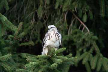 Mäusebussard