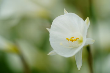 Obraz premium お花