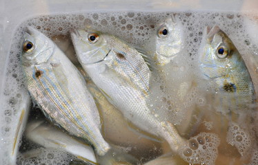 Pinfish for live baits to catch bigger fish inside a bucket