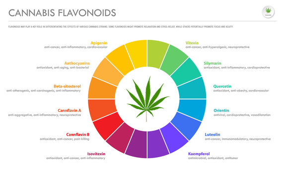 Cannabis Flavonoids horizontal business infographic illustration about cannabis as herbal alternative medicine and chemical therapy, healthcare and medical science vector.