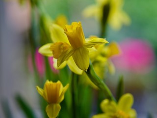 Obraz premium Spring Narcissus