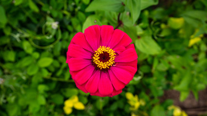 The red beautiful Bua-Tong (Lotus flower) .	