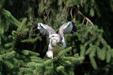 Mäusebussard