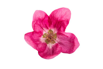 Fototapeta na wymiar pink apple tree flowers isolated \