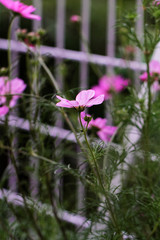 Cosmos bipinnatus - Cosmos flower