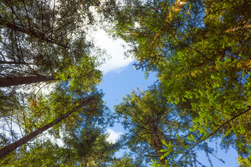 Bottom View of Pine Tree