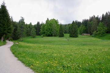 Wiese und Wald 