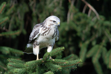 Mäusebussard