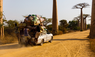 Overloaded car with people hanging on driving through Alley of the Baobabs, near Morondava,...