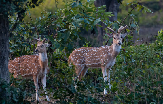 Spotted Deer couple in Jim Corbett