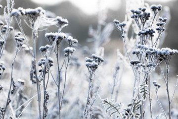 Beautiful Frozen Latvian flower field in the early winter morning