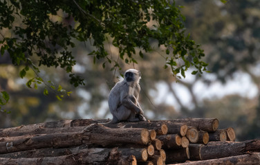 Indian Hanuman Langur sitting on tree at Jim Corbett National Park