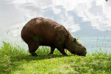 Capybara qui mange de l'herbe prés de l'eau