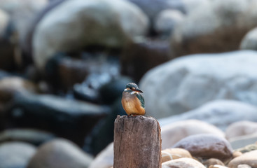 Common Kingfisher bird sitting on tree at jim corbett national park