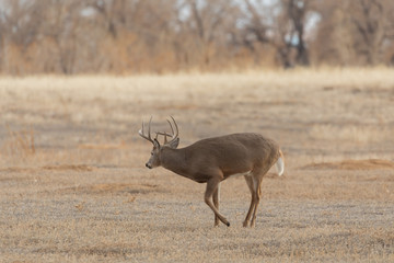 Buck whitetail Deer in the Fall Rut