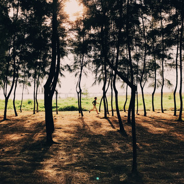 Trees In Forest Against Sky