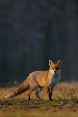 Red fox closeup stock photo.