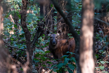 Sambar Deer hiding deing the Sal trees at Jim Corbett National Park