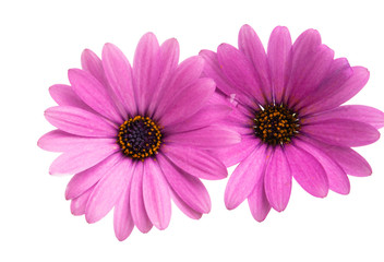 Osteosperumum Flower Daisy Isolated