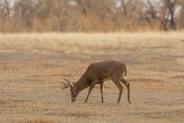 Buck whitetail Deer in the Fall Rut